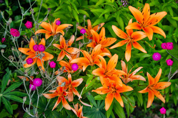 Yellow Diamond lily (Latin Lilium) with flowers of Khatma lavender (Latin Malva trimestris) on a background of green leaves on a clear sunny day. Flora plants flowers.