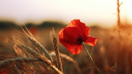 Warm backlit poppy capturing nature's fleeting beauty. Great for book covers, awareness campaigns, or artistic compositions with rich color symbolism.