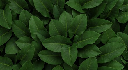 Obraz premium A lush wallpaper of dark green tropical leaves viewed from above, creating a dense natural background texture