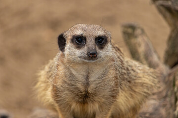Meerkat at the zoo, Płock, Poland