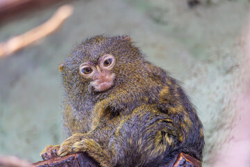 Monkey at the zoo, Płock, Poland