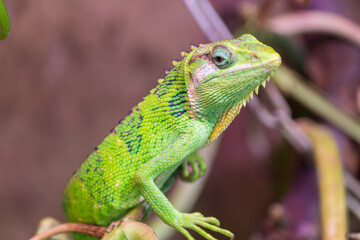 Lizard at the zoo, Płock, Poland