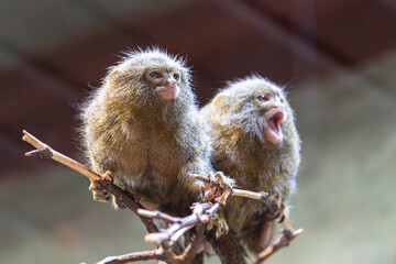 Monkey at the zoo, Płock, Poland