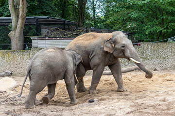 Fototapeta premium Elephant in the zoo, Płock, Poland
