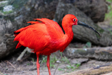 Bird in the zoo, Płock, Poland