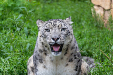 Snow leopard at the zoo, Płock, Poland