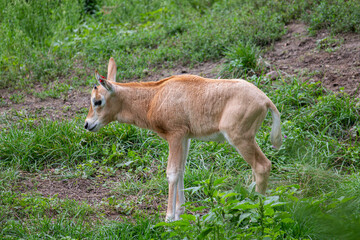 Young oryx in the zoo, Płock, Poland