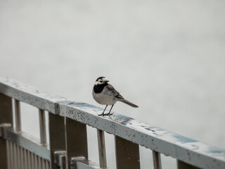 Pliszka siwa portret ptaka