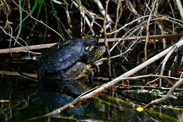 mating European pond terrapins // Paarung der Europäischen Sumpfschildkröte (Emys orbicularis hellenica) - Kaiafa-See, Peloponnes, Griechenland
