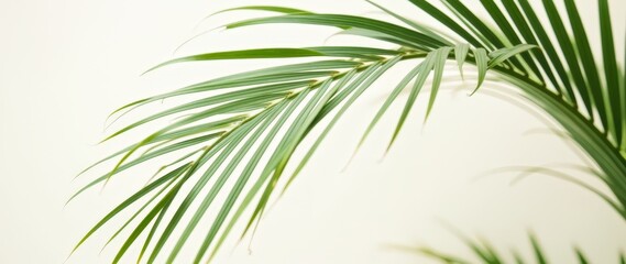 Minimal palm leaf composition with focus on natural detail