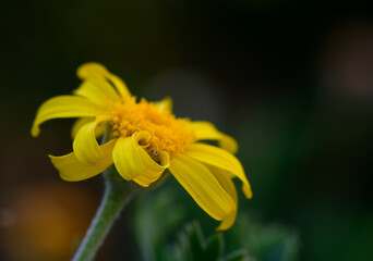 Yellow Daisy Close-Up in Sunny Cyprus Garden