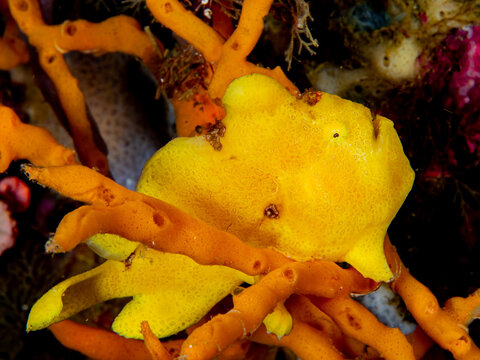gelber Frogfish 