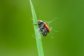 A close-up macro shot of a black and red ladybug-like beetle on a vibrant green blade of grass, perfect for conveying themes of nature, insects, or the intricacies of the natural world