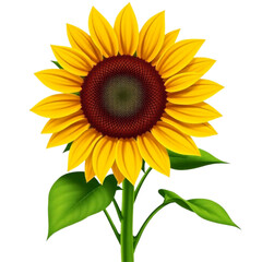 Fototapeta premium Detailed sunflower