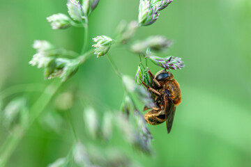 A close-up of a furry bee-like fly on a grass flower with a gentle green background, perfect for a design project focused on pollination, biodiversity, or the beauty of insects
