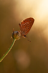 A stunning back-lit macro shot of a brown butterfly with intricate wing patterns, perched on a plant stem at sunset, perfect for conveying themes of natural beauty, wildlife, or peaceful summer evenin