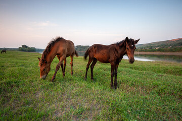 Obraz premium A low-angle shot of two foals grazing in a grassy field by a river at sunset. The image captures the serene beauty of rural life and the peacefulness of nature, perfect for illustrating themes of wild
