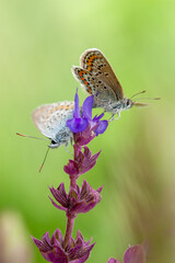 A close-up macro shot of two delicate Common Blue butterflies perched on a vibrant purple flower, a perfect representation of nature, wildlife, or the beauty of pollination.