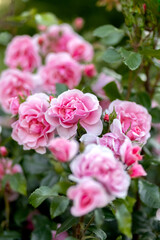 Pink roses bloom in the garden. A bush of pink roses in the park. Photo