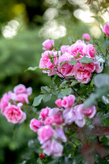 Pink roses bloom in the garden. A bush of pink roses in the park. Photo