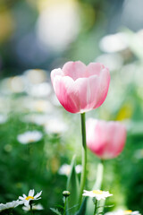 Close-up of Red Tulips Blooming in Spring Sunshine with Soft Bokeh Background

