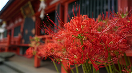 Close-up of vibrant red spider lilies in front of a traditional Japanese shrine　赤い彼岸花と赤い社殿