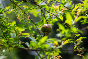 A pomegranate fruit and the small leaves behind it, and the background is blurry