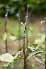 Tall, thin trees and a blurred background behind them