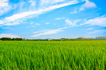 Fototapeta premium green rice in the rice fields along with sky background.