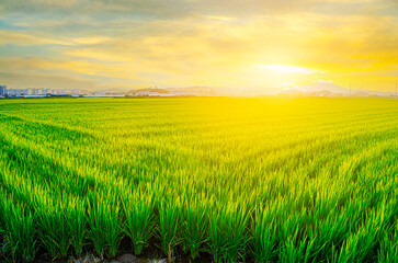 Fototapeta premium Landscape sunny dawn in a field. Beautiful travel shot