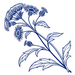 ageratum blue horizon on white background 