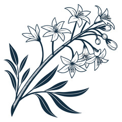 black and white abeliophyllum roseum