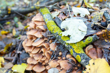 Forest floor mushrooms: A cluster of wild mushrooms grows on a log covered with vibrant green moss, surrounded by fallen autumn leaves, depicting natural decomposition and forest ecology, ideal for na