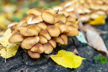 Forest floor mushrooms close-up: A large, dense cluster of wild mushrooms with intricate speckled caps grows on a mossy log, highlighting the detailed texture of natural decomposition and forest life,