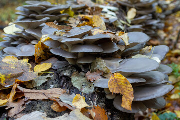 A close-up of a cluster of oyster mushrooms on a log, surrounded by vibrant fall leaves. This detailed shot captures the delicate gills of the fungi and the natural beauty of decomposition in the fore