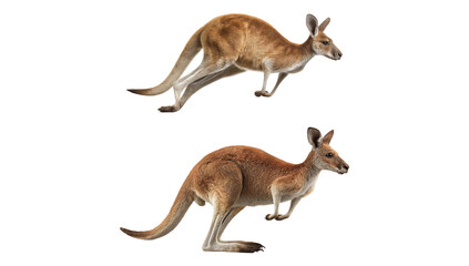 Two kangaroos are jumping, isolated on transparent background, showcasing australian wildlife and the unique marsupial species