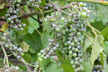 Grape bush affected by powdery mildew (marsupial fungus Uncinula necator)