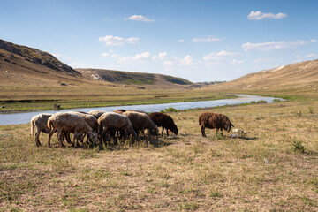 Obraz premium A small flock of sheep grazing peacefully on a dry, grassy field beside a winding river, representing rural landscape, livestock farming, and pastoral life for agricultural and nature-themed conten