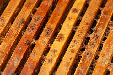 Close-up view of honeybees on wooden hive frames inside a beehive, illustrating bee activity, pollination process, and honey production for educational, agricultural, and apiculture design or document