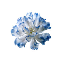 Obraz premium Close-up of a Delicate Blue and White Carnation Flower on Black Background