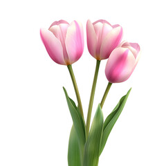 Fototapeta premium Pink Tulips A Delicate Bouquet On Transparent Background