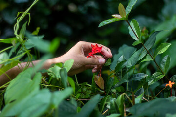A man holds red flower, and the background is blurred