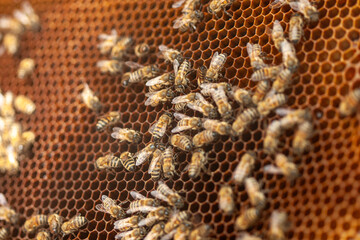 Macro view of honeybees working on a hexagonal wax comb inside a hive, showing bee activity, honey production, and pollination process for agricultural, educational, and apiculture-themed creative pro