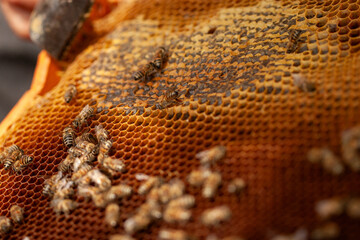 A close-up shot of a beekeeper's gloved hand holding a beehive frame covered in countless honey...