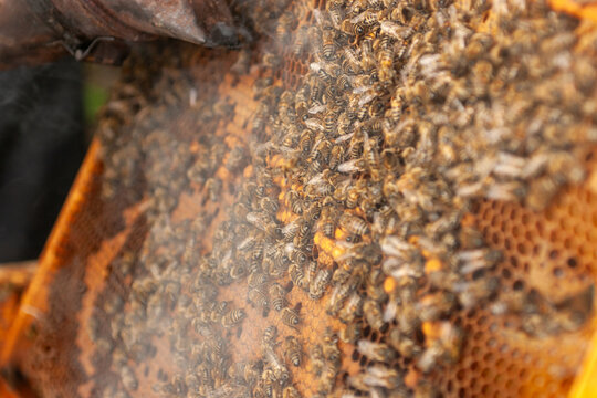 A close-up view of a beekeeper using a smoker to calm a dense cluster of honeybees on a honeycomb frame, illustrating essential beekeeping techniques for apiary management and honey harvesting - Powered by Adobe