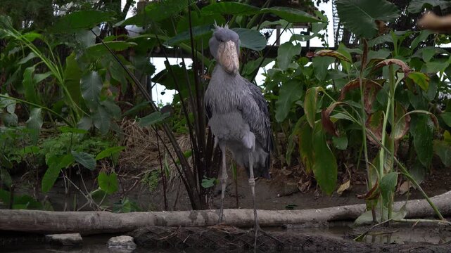 Shoebill, Bird,Whale-headed Stork