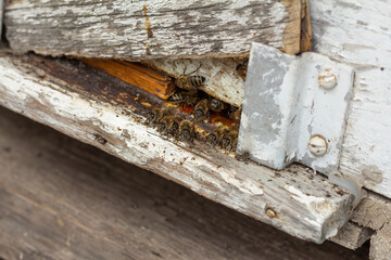 A close-up shot of a small swarm of honeybees clustered at the entrance of a weathered, wooden beehive, highlighting the daily activity and life of a bee colony for beekeeping and nature-themed conten