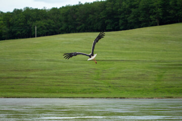A majestic stork in mid-flight over a serene rural landscape with green hills and fields, symbolizing nature, freedom, and seasonal migration for wildlife and environmental content