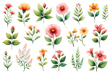 Botanical watercolor illustration of floral elements.	