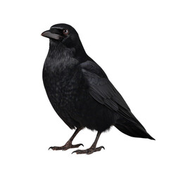 Black Bird Standing on White Background with Glossy Feathers and Sharp Eyes Captivating Natural Beauty